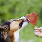 SmoothieDog Eisform für Hunde aus BPA-freien Premium-Silikon