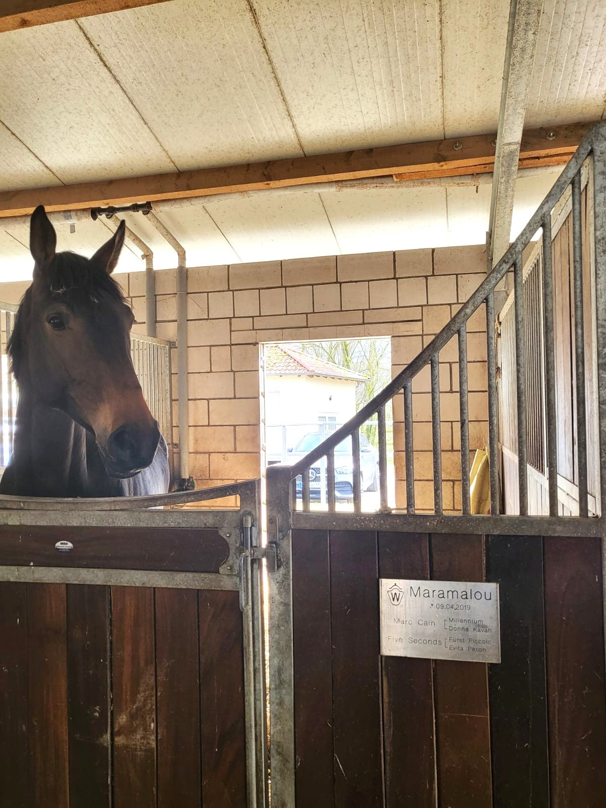 Stallschild Kunststoff Textvariante 2 (2 Generationen Abstammung)